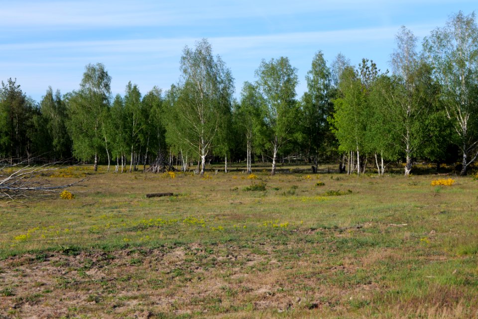 Döberitzer Heide open landscape 2020-05-08 196