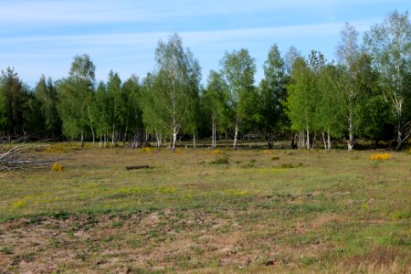 Döberitzer Heide open landscape 2020-05-08 196