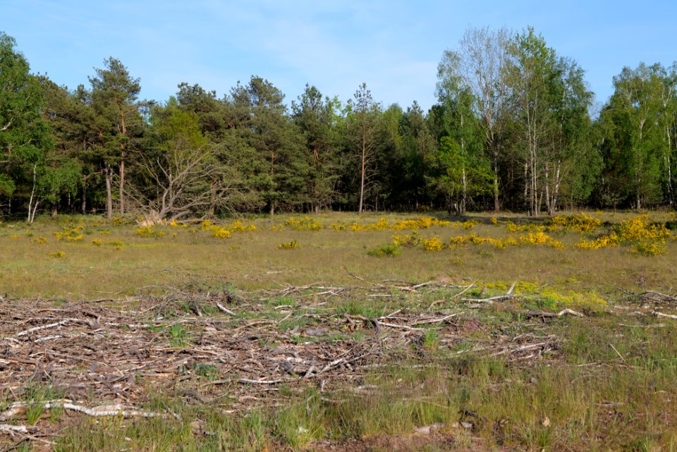 Döberitzer Heide open landscape 2020-05-08 193