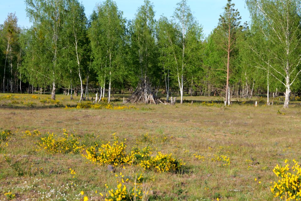 Döberitzer Heide open landscape 2020-05-08 197