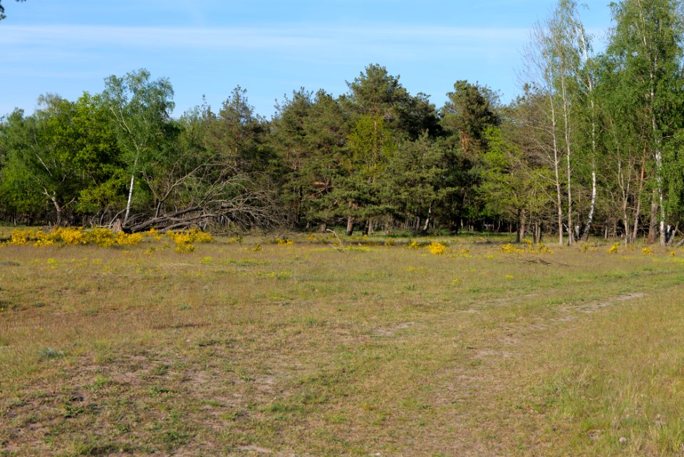 Döberitzer Heide open landscape 2020-05-08 190