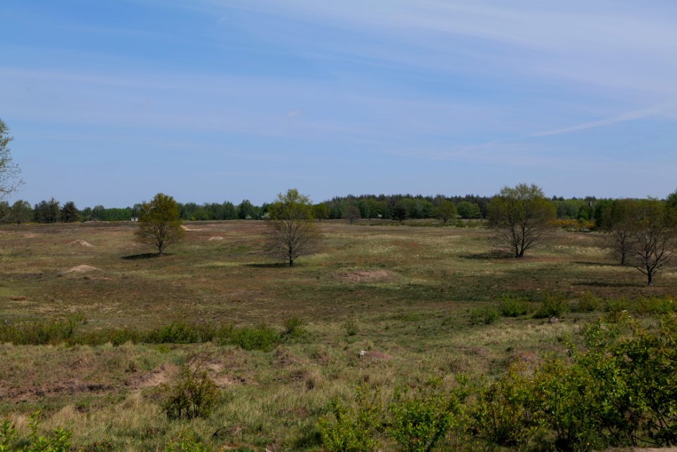Döberitzer Heide open landscape 2020-05-08 19
