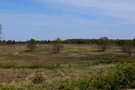 Döberitzer Heide open landscape 2020-05-08 19