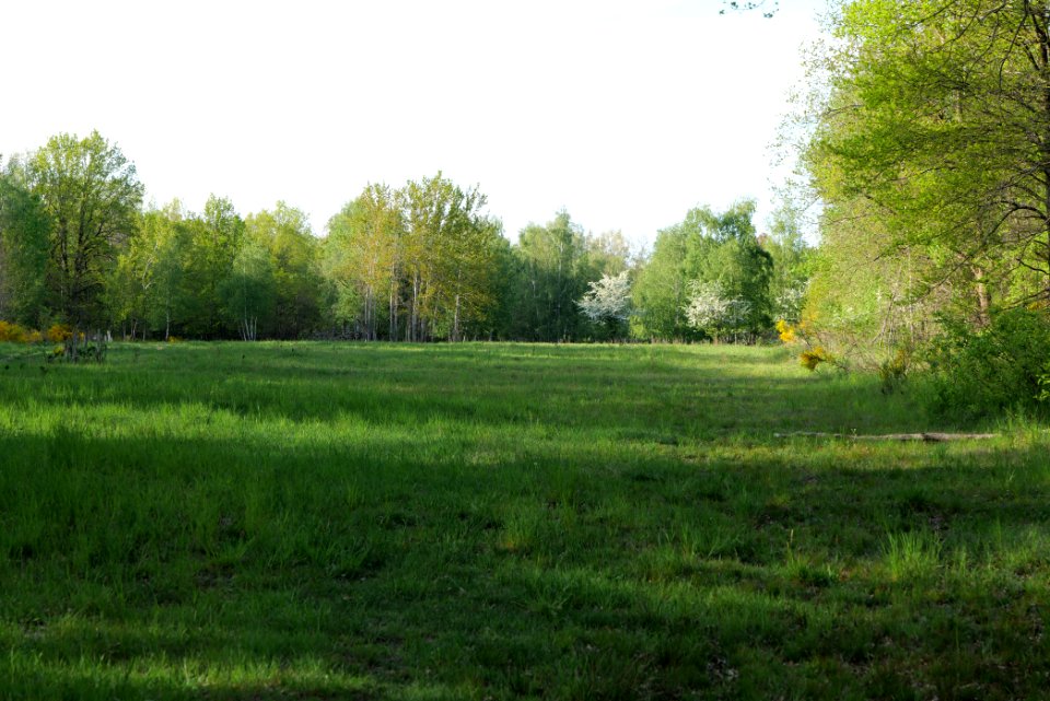 Döberitzer Heide open landscape 2020-05-08 205