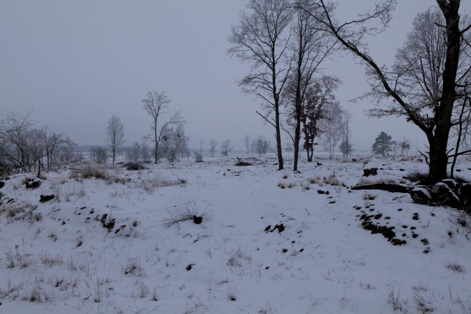 Döberitzer Heide with snow 2021-02-14 41