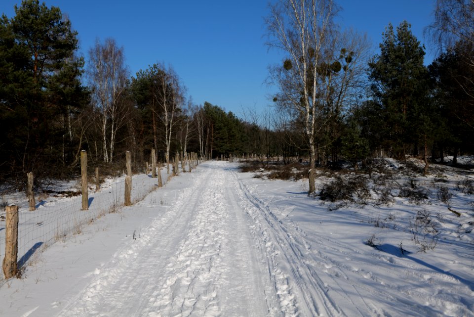 Döberitzer Heide round trail with snow 2021-02-14 137