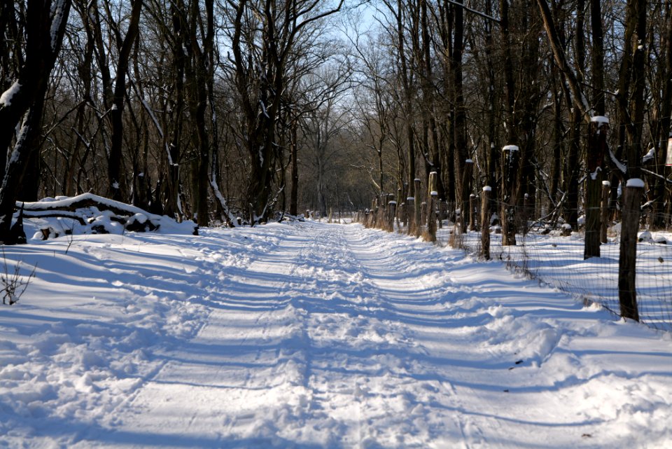 Döberitzer Heide round trail with snow 2021-02-14 117
