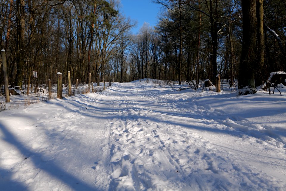 Döberitzer Heide round trail with snow 2021-02-14 113