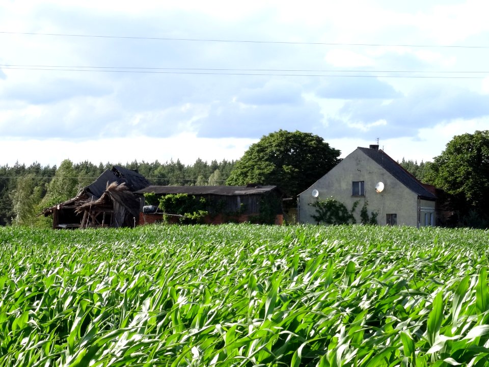 Dabrowa Wielka 8 7-2015