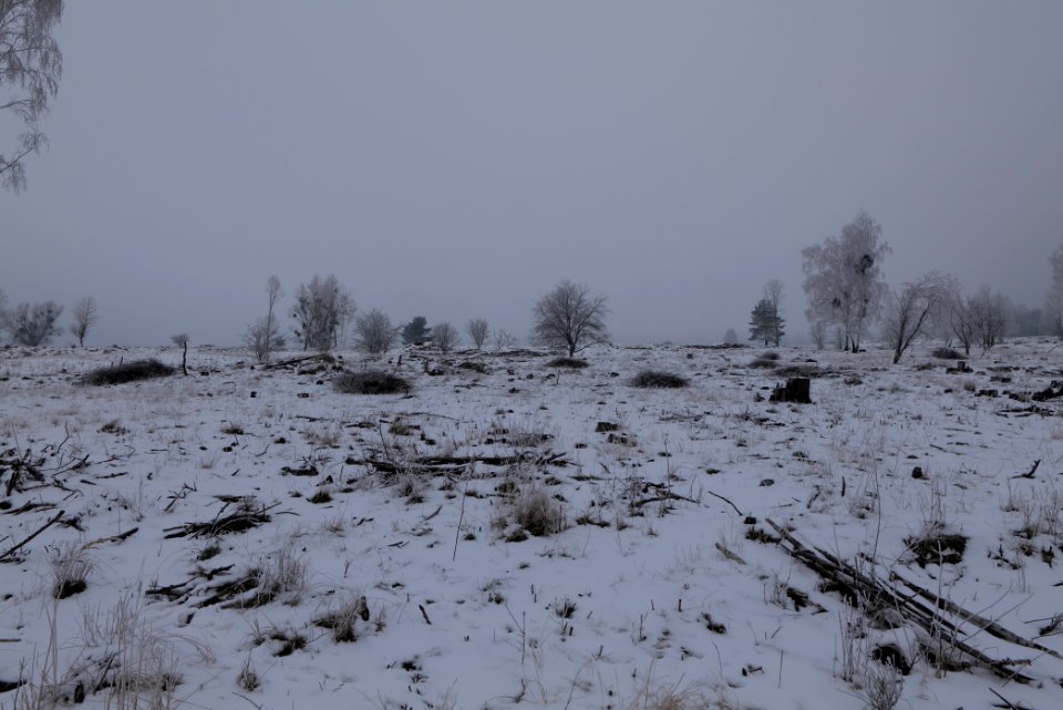 Döberitzer Heide with snow 2021-02-14 44