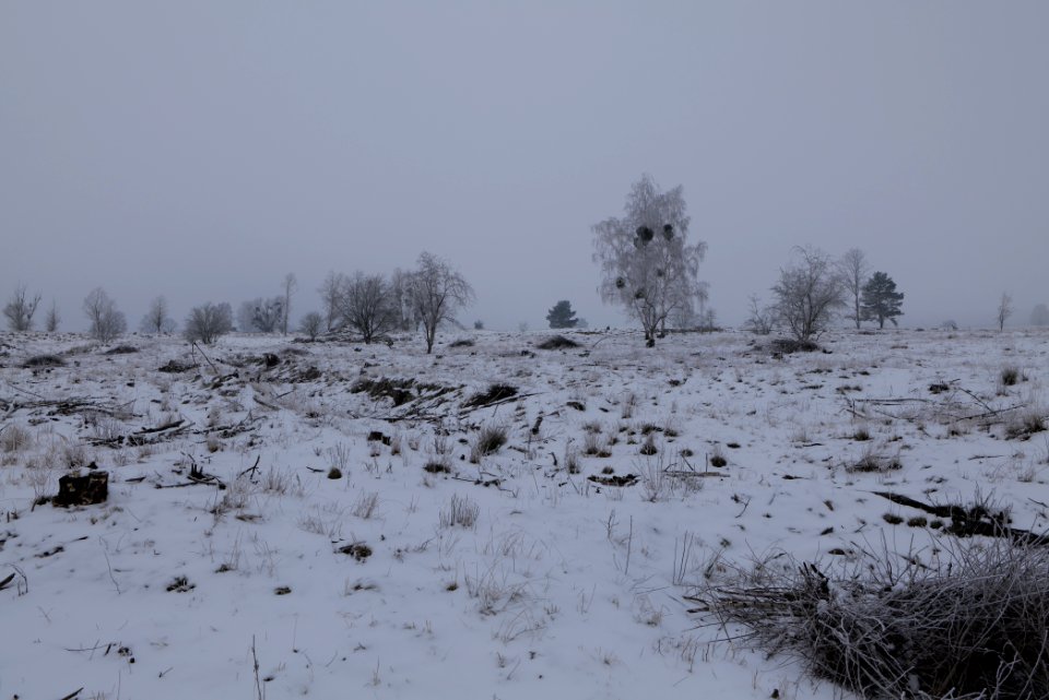 Döberitzer Heide with snow 2021-02-14 43