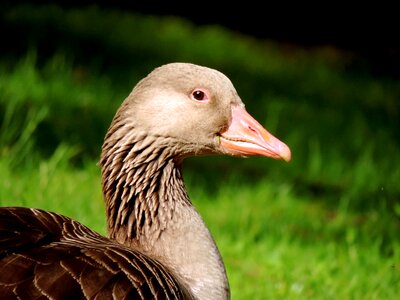 Duck bird nature animal photo