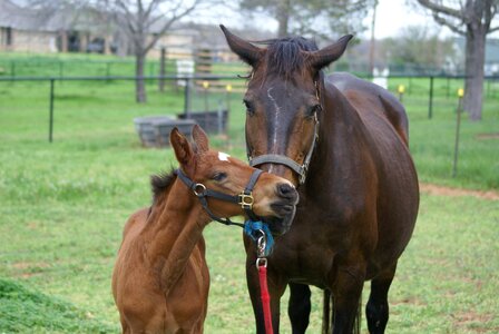Equine horse equestrian