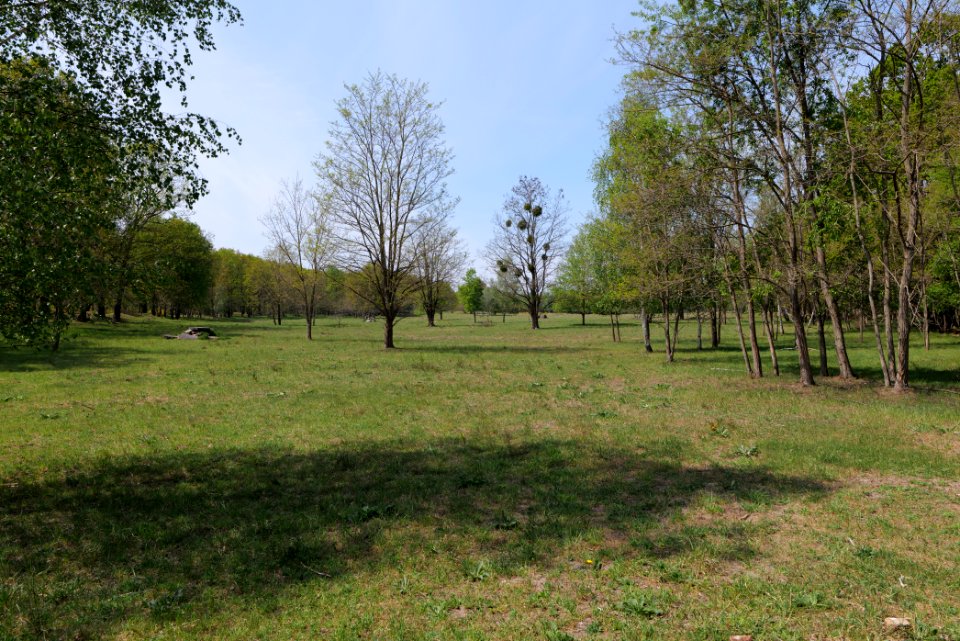 Döberitzer Heide open landscape 2020-05-08 99