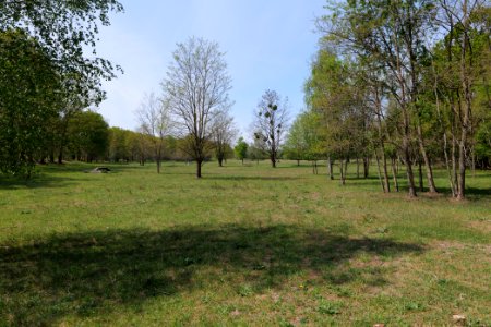 Döberitzer Heide open landscape 2020-05-08 99