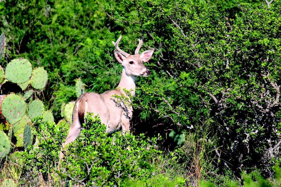 Animal natural park