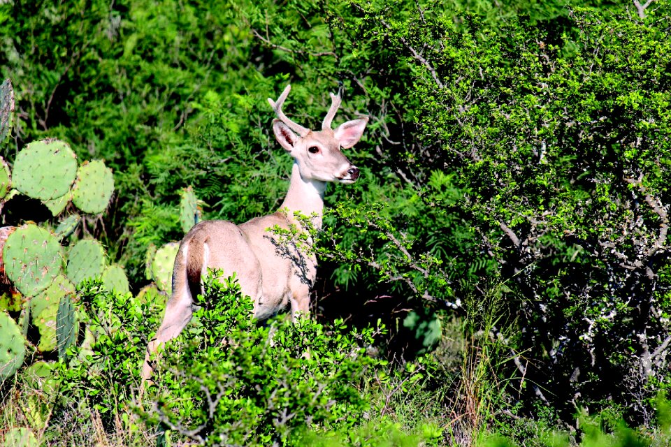 Animal natural park photo