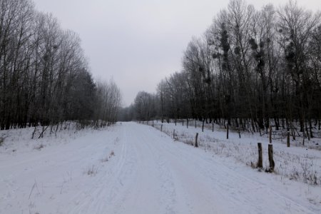 Döberitzer Heide round trail with snow 2021-02-14 72