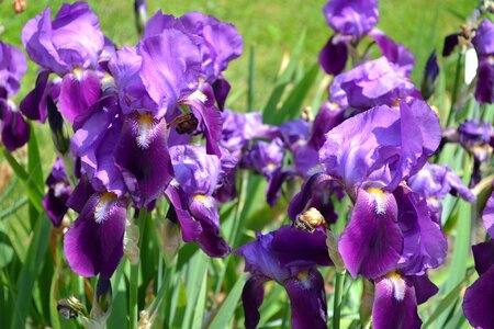 Flower nature plants
