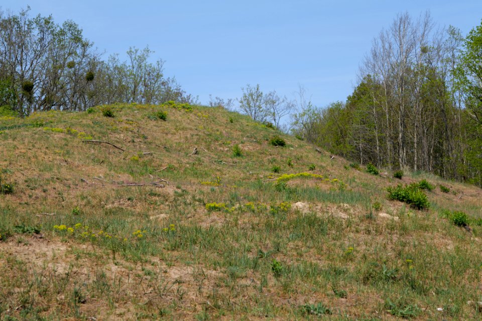 Döberitzer Heide open landscape 2020-05-08 96