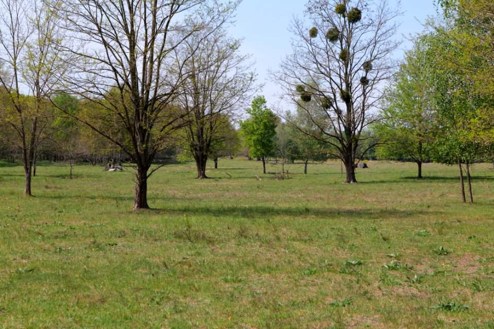 Döberitzer Heide open landscape 2020-05-08 98