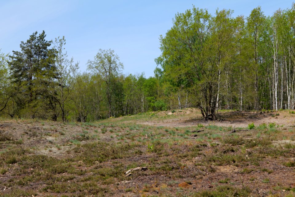 Döberitzer Heide open landscape 2020-05-08 91