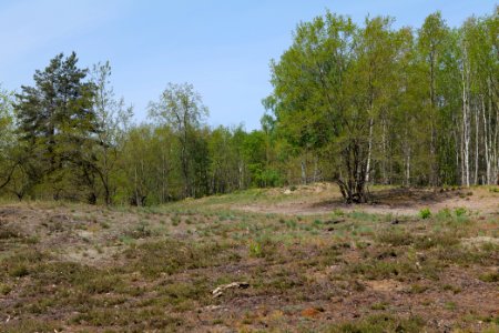 Döberitzer Heide open landscape 2020-05-08 91