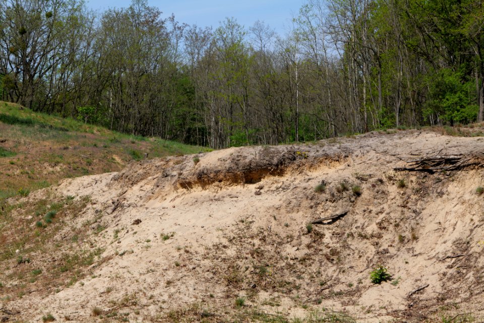 Döberitzer Heide open landscape 2020-05-08 93