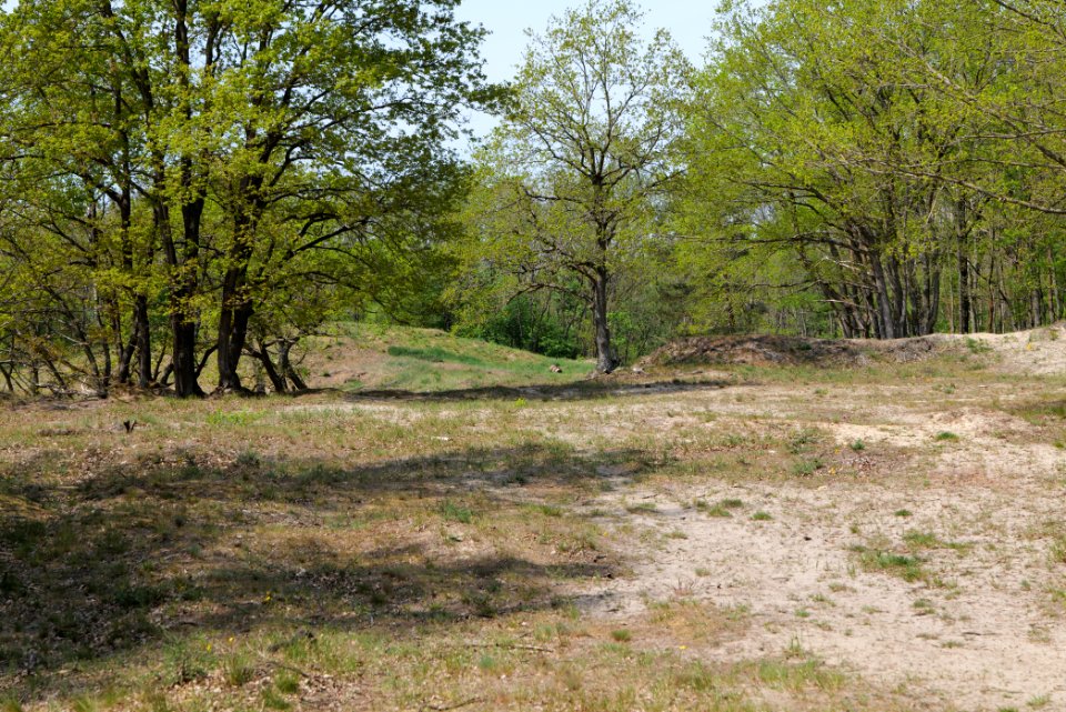 Döberitzer Heide open landscape 2020-05-08 92