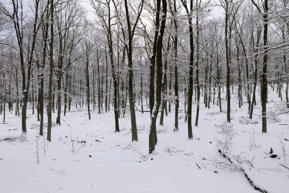 Düppeler Forst north of Königstraße with snow 2021-01-30 35