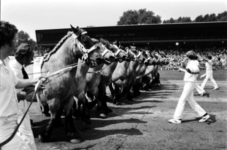 Dag van het paard 1980 in Den Haag , demonstratie van de Koninklijke Vereniging , Bestanddeelnr 930-9366