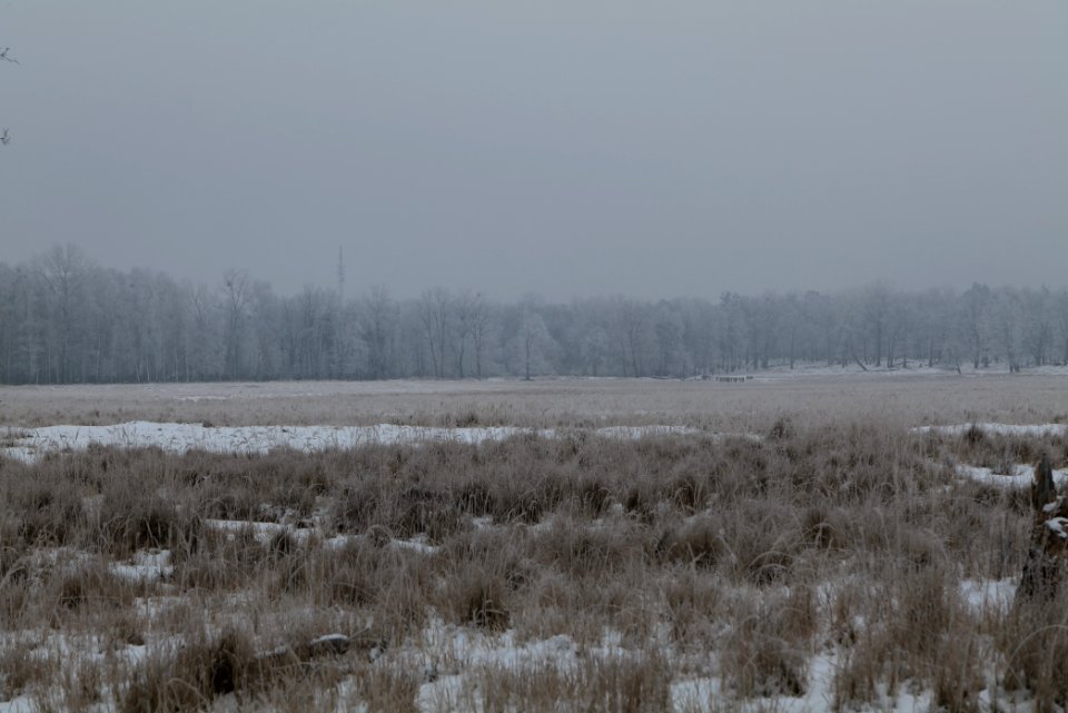 Döberitzer Heide with snow 2021-02-14 20