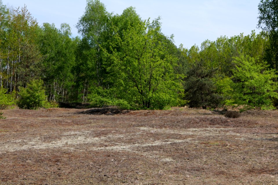 Döberitzer Heide open landscape 2020-05-08 219