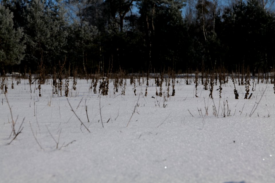 Döberitzer Heide with snow 2021-02-14 196