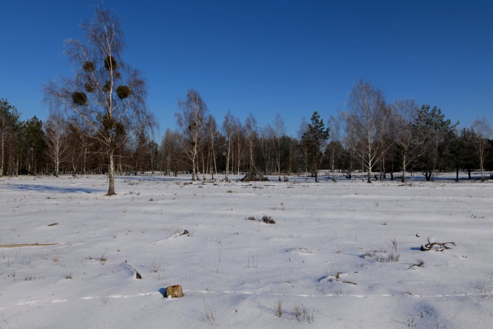 Döberitzer Heide with snow 2021-02-14 197