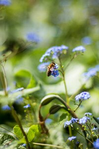 Nature spring close up