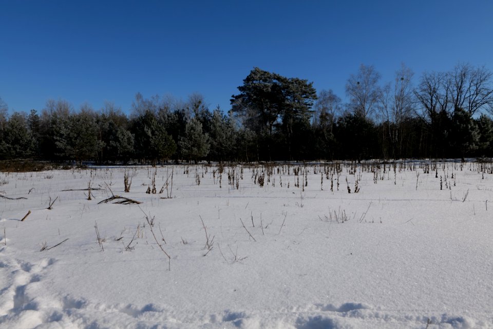 Döberitzer Heide with snow 2021-02-14 195