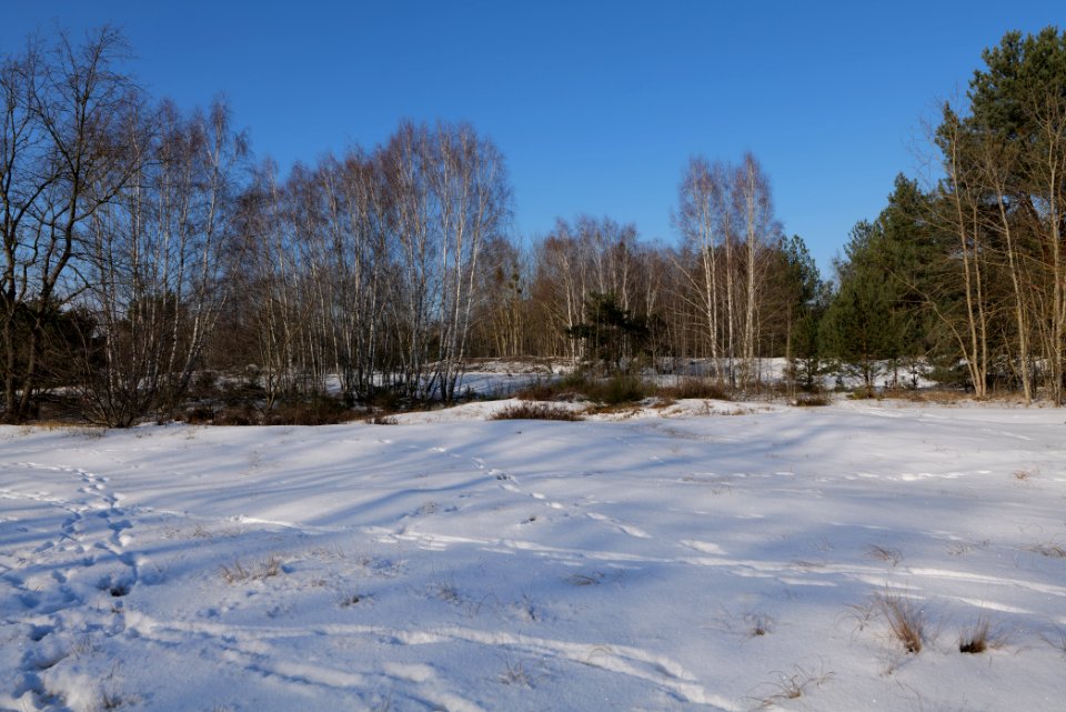 Döberitzer Heide with snow 2021-02-14 202