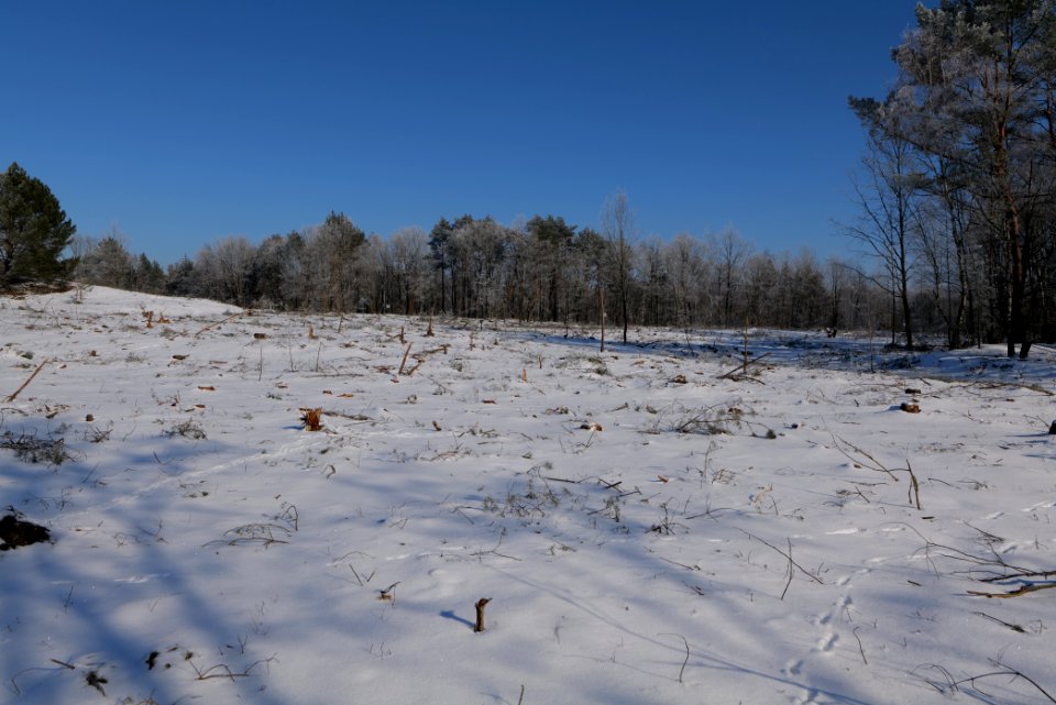 Döberitzer Heide with snow 2021-02-14 171