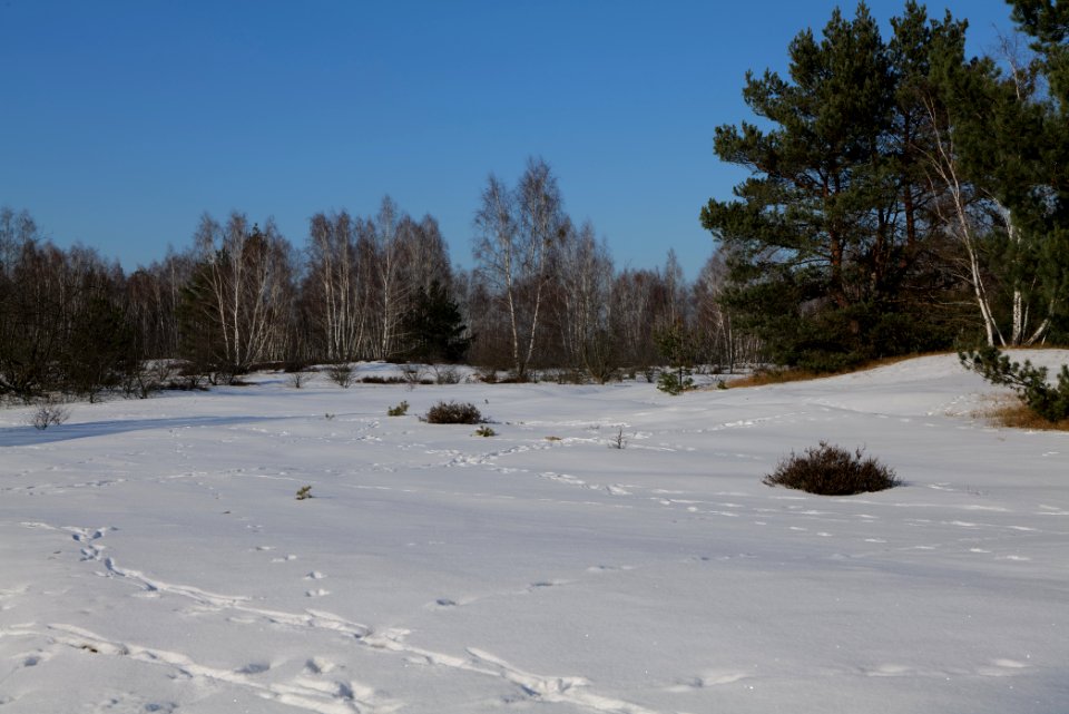 Döberitzer Heide with snow 2021-02-14 206
