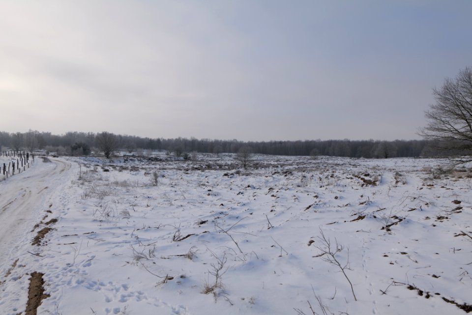 Döberitzer Heide with snow 2021-02-14 151