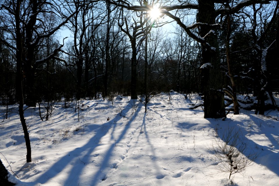 Döberitzer Heide with snow 2021-02-14 201