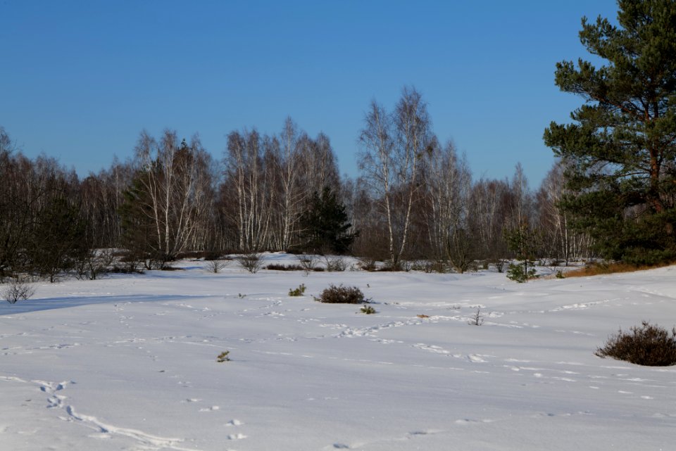 Döberitzer Heide with snow 2021-02-14 205