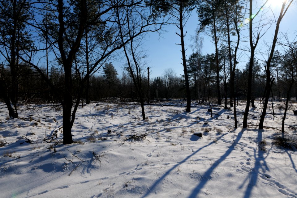 Döberitzer Heide with snow 2021-02-14 186