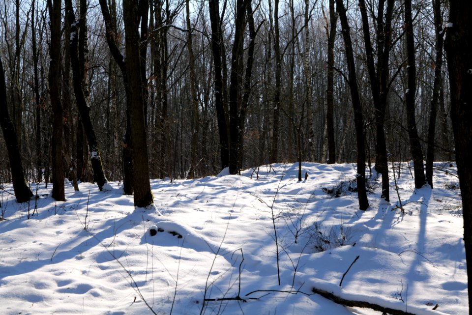 Döberitzer Heide with snow 2021-02-14 185