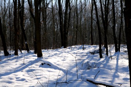 Döberitzer Heide with snow 2021-02-14 185