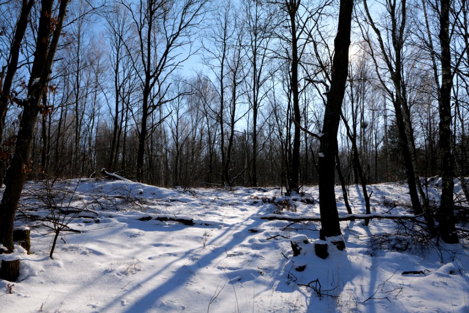 Döberitzer Heide with snow 2021-02-14 184