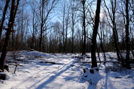 Döberitzer Heide with snow 2021-02-14 184