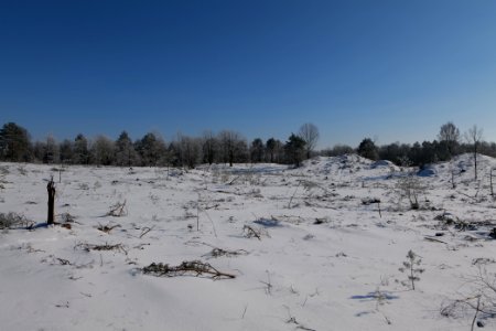 Döberitzer Heide with snow 2021-02-14 180