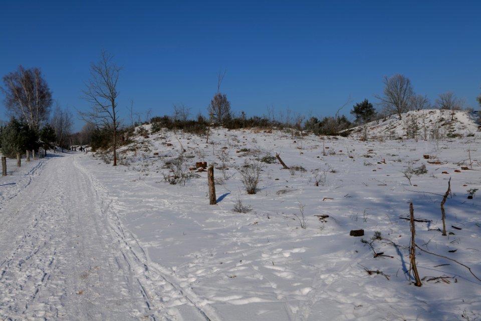 Döberitzer Heide with snow 2021-02-14 173